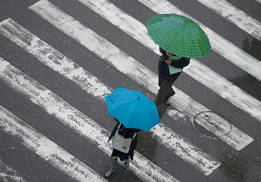 Two people crossing the road at a zebra crossing each holding an umbrella