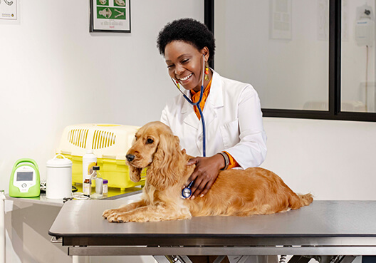 A veterinarian examines a medium-sized dog at the clinic she owns and runs. 