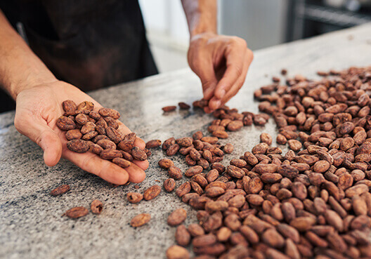 A business owner holds a handful of cocoa beans before they are refined to produce chocolate.